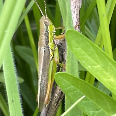 Bermius brachycerus (A grasshopper) at Karabar, NSW - 12 Mar 2023 by Hejor1