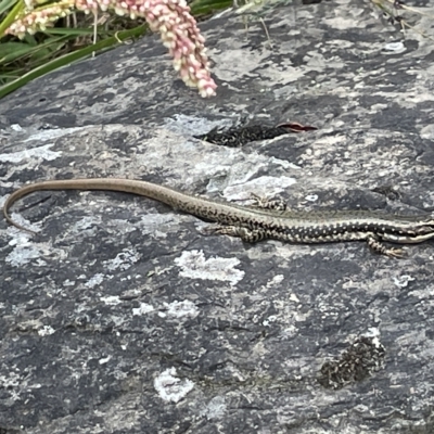 Eulamprus heatwolei (Yellow-bellied Water Skink) at QPRC LGA - 12 Mar 2023 by Hejor1