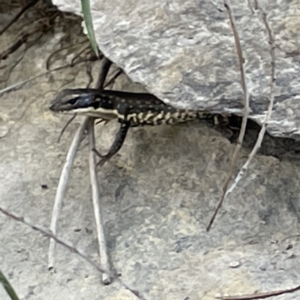 Eulamprus heatwolei at Karabar, NSW - 12 Mar 2023