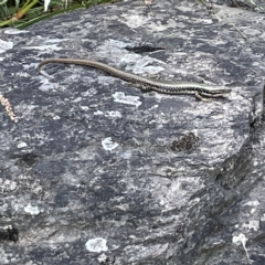 Eulamprus heatwolei at Karabar, NSW - 12 Mar 2023