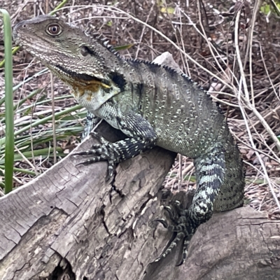 Intellagama lesueurii howittii (Gippsland Water Dragon) at QPRC LGA - 12 Mar 2023 by Hejor1