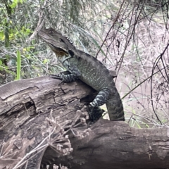 Intellagama lesueurii howittii at Karabar, NSW - 12 Mar 2023 02:10 PM