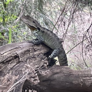 Intellagama lesueurii howittii at Karabar, NSW - 12 Mar 2023