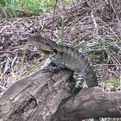 Intellagama lesueurii howittii at Karabar, NSW - 12 Mar 2023 02:10 PM