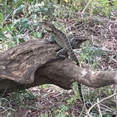 Intellagama lesueurii howittii at Karabar, NSW - 12 Mar 2023 02:10 PM