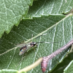 Chironomidae (family) (Non-biting Midge) at QPRC LGA - 12 Mar 2023 by Hejor1