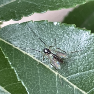 Chironomidae (family) at Karabar, NSW - 12 Mar 2023