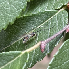 Chironomidae (family) at Karabar, NSW - 12 Mar 2023