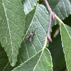 Chironomidae (family) at Karabar, NSW - 12 Mar 2023