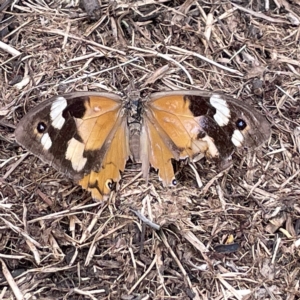 Heteronympha merope at Karabar, NSW - 12 Mar 2023