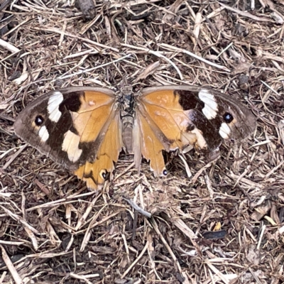Heteronympha merope (Common Brown Butterfly) at QPRC LGA - 12 Mar 2023 by Hejor1