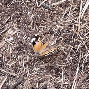 Heteronympha merope at Karabar, NSW - 12 Mar 2023