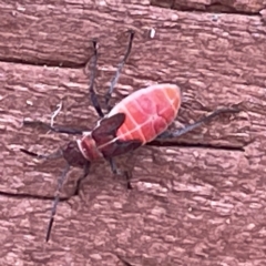Leptocoris mitellatus (Leptocoris bug) at Karabar, NSW - 12 Mar 2023 by Hejor1