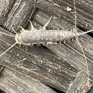 Ctenolepisma longicaudatum at Greenleigh, NSW - 12 Mar 2023