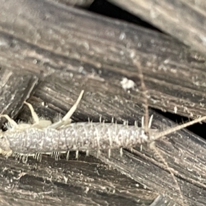 Ctenolepisma longicaudatum at Greenleigh, NSW - 12 Mar 2023 11:20 AM