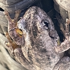 Litoria peronii (Peron's Tree Frog, Emerald Spotted Tree Frog) at Greenleigh, NSW - 12 Mar 2023 by Hejor1