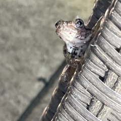 Litoria peronii at Greenleigh, NSW - 12 Mar 2023 10:29 AM