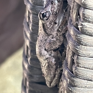 Litoria peronii at Greenleigh, NSW - 12 Mar 2023