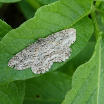 Ectropis fractaria (Ringed Bark Moth) at Charleys Forest, NSW - 15 Nov 2021 by arjay