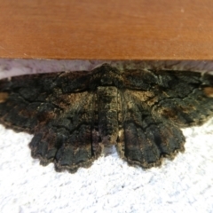 Pholodes sinistraria (Sinister or Frilled Bark Moth) at Mongarlowe River - 1 Jan 2023 by arjay