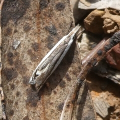Bleszynskia malacelloides (A Crambid moth) at Mongarlowe River - 26 Nov 2022 by arjay