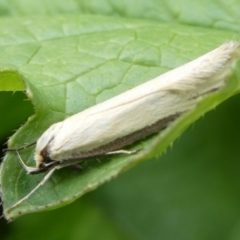 Philobota hypocausta (A Concealer moth) at Mongarlowe River - 26 Oct 2022 by arjay