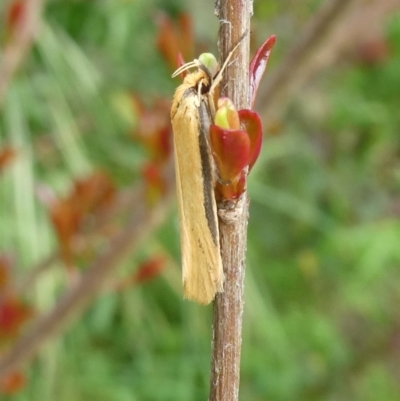 Philobota hypocausta (A Concealer moth) at Charleys Forest, NSW - 22 Oct 2022 by arjay