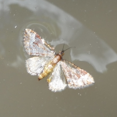 Epyaxa (genus) at Mongarlowe River - 22 Jan 2022 by arjay
