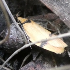 Pedois humerana (Depressariidae) at Mongarlowe River - 20 Jan 2022 by arjay