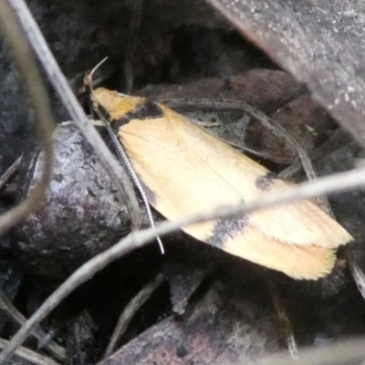 Pedois humerana (A Gelechioid moth) at Charleys Forest, NSW - 20 Jan 2022 by arjay