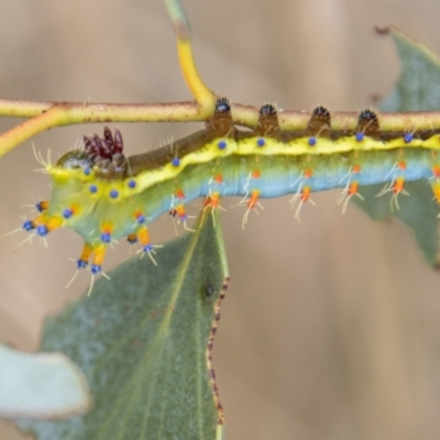 Opodiphthera eucalypti (Emperor Gum Moth) at Namadgi National Park - 12 Mar 2023 by SWishart