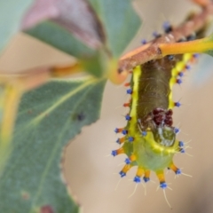 Opodiphthera eucalypti at Rendezvous Creek, ACT - 12 Mar 2023 03:10 PM