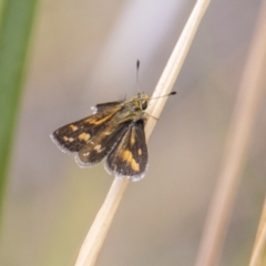 Taractrocera papyria (White-banded Grass-dart) at Namadgi National Park - 12 Mar 2023 by SWishart