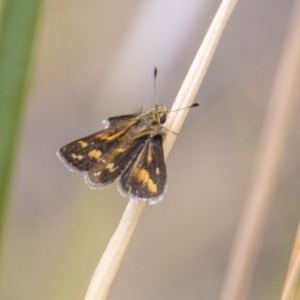 Taractrocera papyria at Rendezvous Creek, ACT - 12 Mar 2023