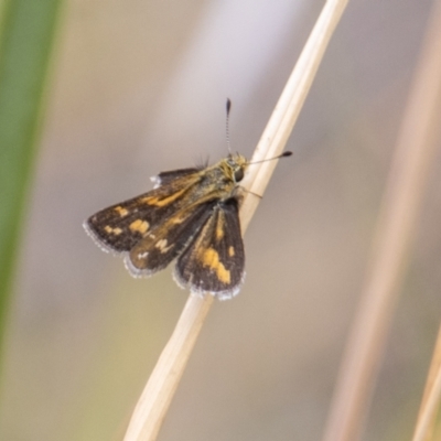 Taractrocera papyria (White-banded Grass-dart) at Namadgi National Park - 12 Mar 2023 by SWishart