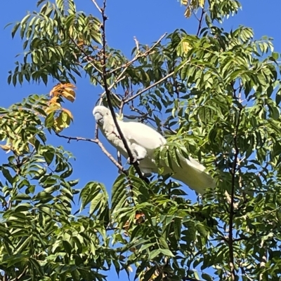 Cacatua galerita (Sulphur-crested Cockatoo) at Jerrabomberra, NSW - 12 Mar 2023 by Mavis