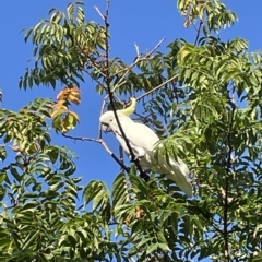 Cacatua galerita at Jerrabomberra, NSW - 12 Mar 2023