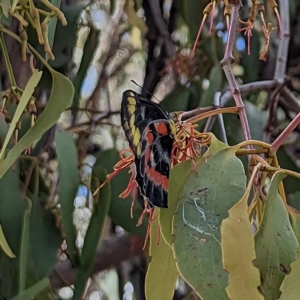 Delias harpalyce at Hackett, ACT - 12 Mar 2023 02:52 PM