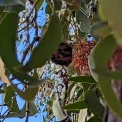 Delias harpalyce at Hackett, ACT - 12 Mar 2023 02:52 PM