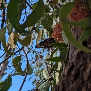 Delias harpalyce at Hackett, ACT - 12 Mar 2023 02:52 PM