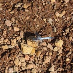 Orthetrum caledonicum (Blue Skimmer) at Hackett, ACT - 12 Mar 2023 by AniseStar