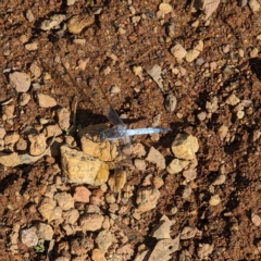 Orthetrum caledonicum at Hackett, ACT - 12 Mar 2023