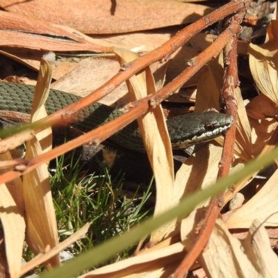 Drysdalia coronoides (White-lipped Snake) at Friendly Beaches, TAS - 12 Mar 2023 by HelenCross