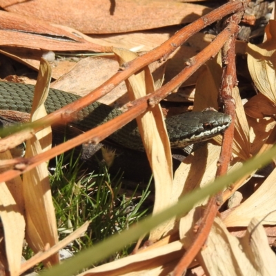 Drysdalia coronoides (White-lipped Snake) at Freycinet National Park - 12 Mar 2023 by HelenCross