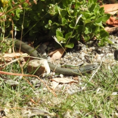 Drysdalia coronoides at Friendly Beaches, TAS - 12 Mar 2023 01:54 PM