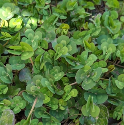 Marsilea mutica (Nardoo) at Hackett, ACT - 12 Mar 2023 by AniseStar