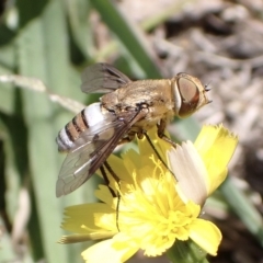 Balaana sp. (genus) (Bee Fly) at Murrumbateman, NSW - 12 Mar 2023 by SimoneC