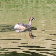 Tachybaptus novaehollandiae (Australasian Grebe) at Australian National University - 12 Mar 2023 by RodDeb