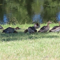 Chenonetta jubata (Australian Wood Duck) at Australian National University - 12 Mar 2023 by RodDeb