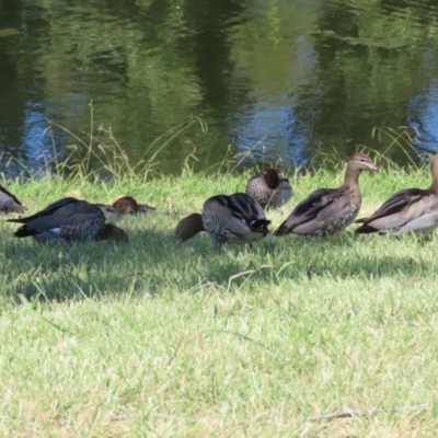 Chenonetta jubata (Australian Wood Duck) at Sullivans Creek, Acton - 12 Mar 2023 by RodDeb